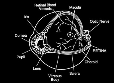 Treatment of Night Blindness